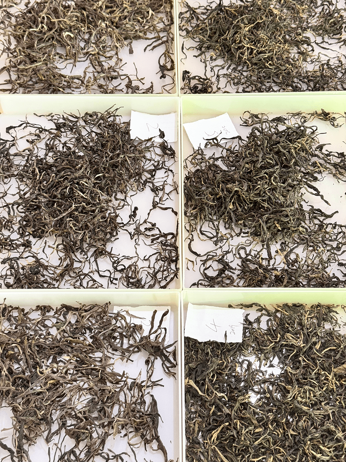 Rigorous Annual Evaluation: Crafting the Perfect Cup with ChangKham
